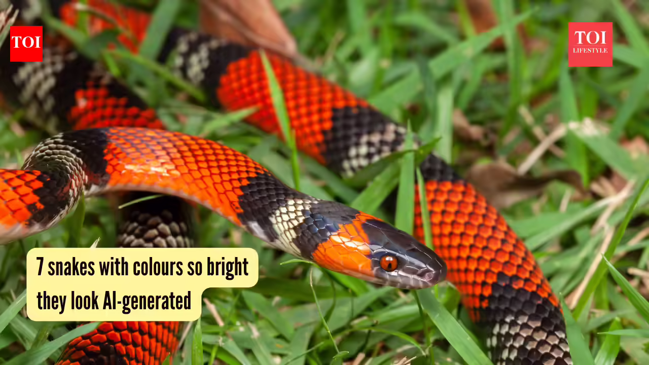 7 snakes with colours so bright they look AI-generated