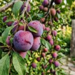 9 fruit trees you can grow in a small yard or patio |