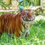 Adivasis demand halt to tiger safari push, evictions in south India forests | India News