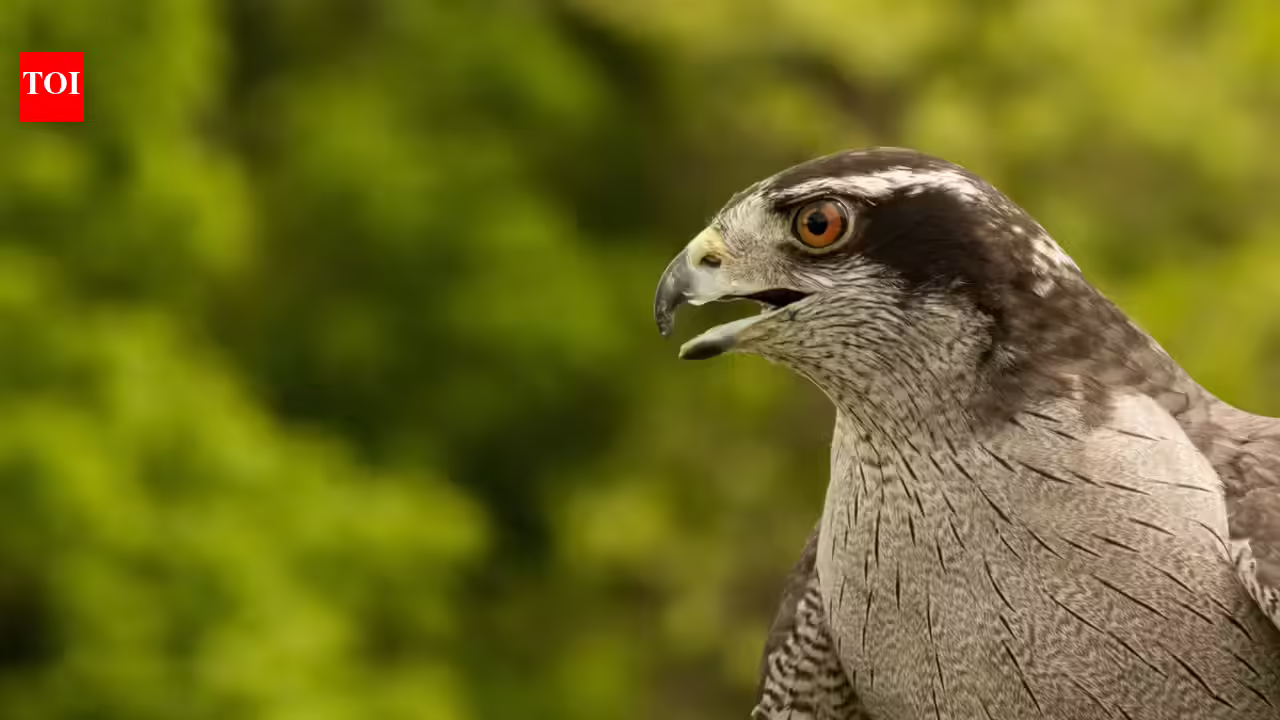 Bird Behaviour: How do forest birds react to danger |