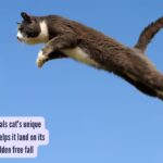 Cat Unique Superpower: Japanese study reveals cat's unique superpower which helps it land on its feet even after a sudden free fall