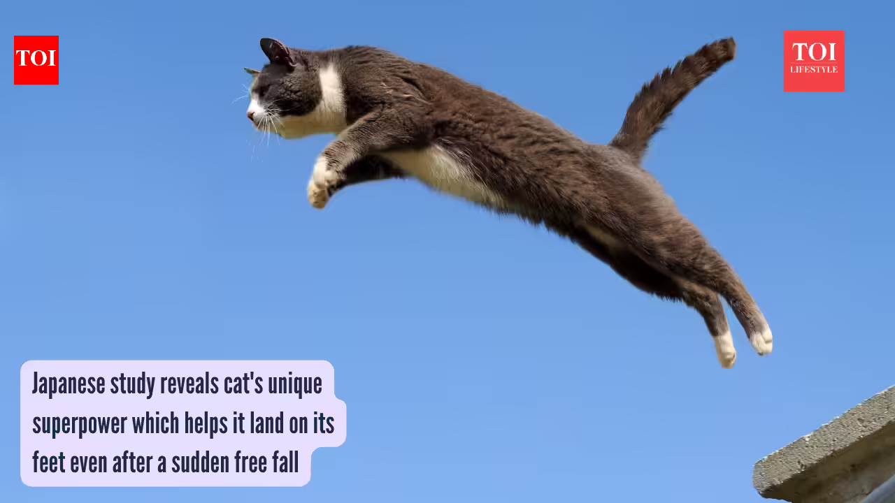 Cat Unique Superpower: Japanese study reveals cat's unique superpower which helps it land on its feet even after a sudden free fall