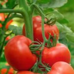 Growing tomatoes this season? Here's what you need to know before you plant |