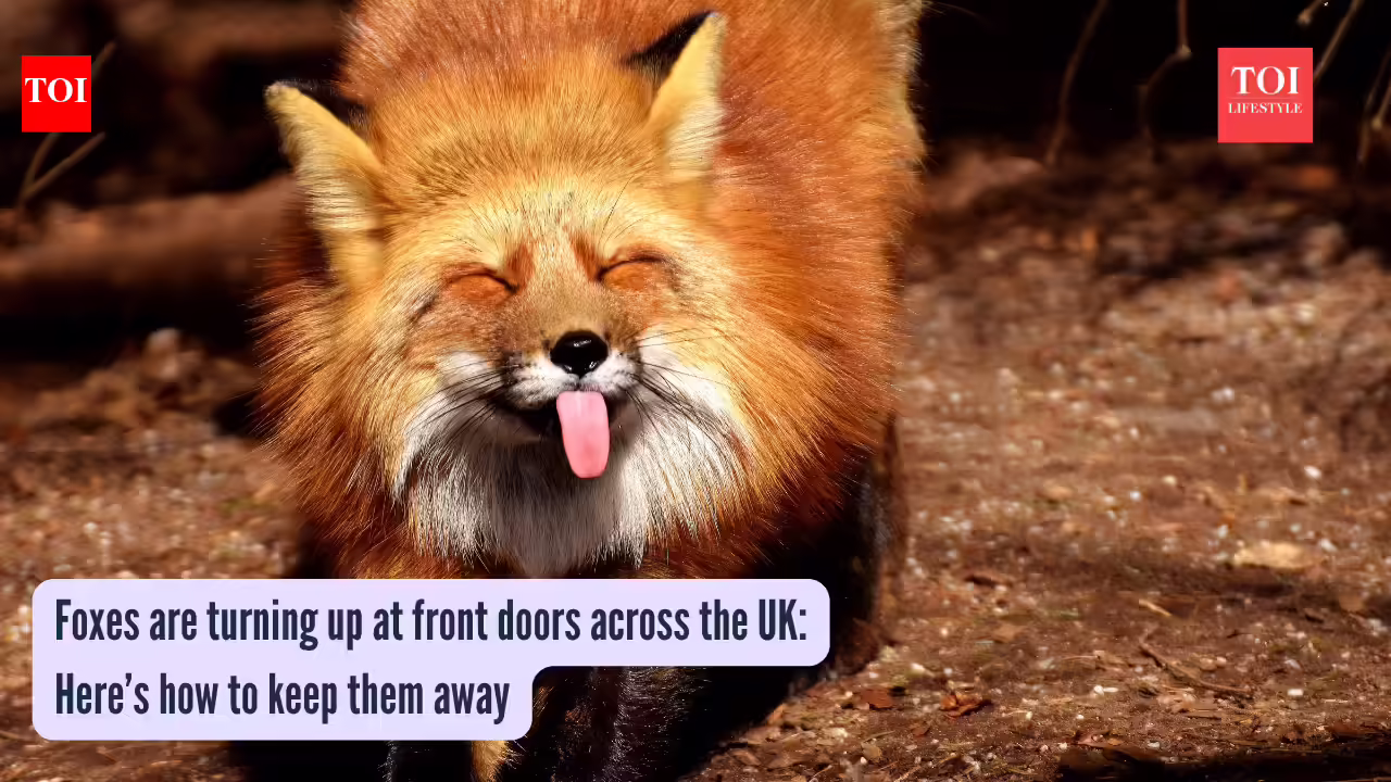 How To Keep Foxes Away: Foxes are turning up at front doors across the UK: Here’s how to keep them away