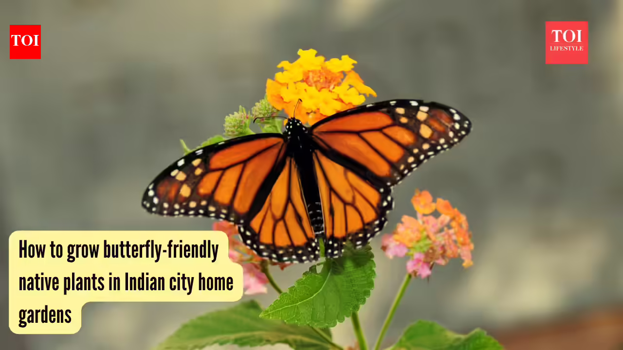 How to grow butterfly-friendly native plants in Indian city home gardens