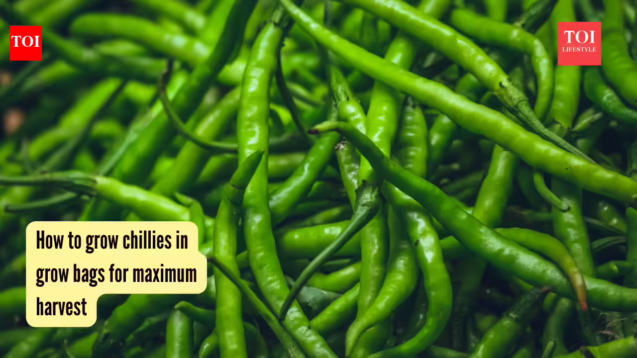 How to grow chillies in grow bags for maximum harvest