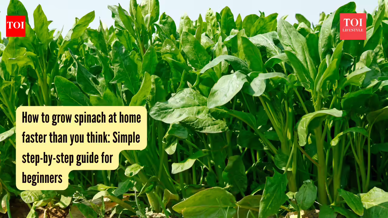 How to grow spinach at home faster than you think: Simple step-by-step guide for beginners