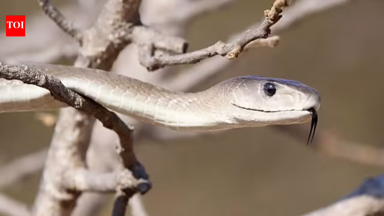 How to identify a Black mamba snake in your home and garden