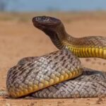 How to identify the Inland Taipan snake: Key features, habitat clues, and more