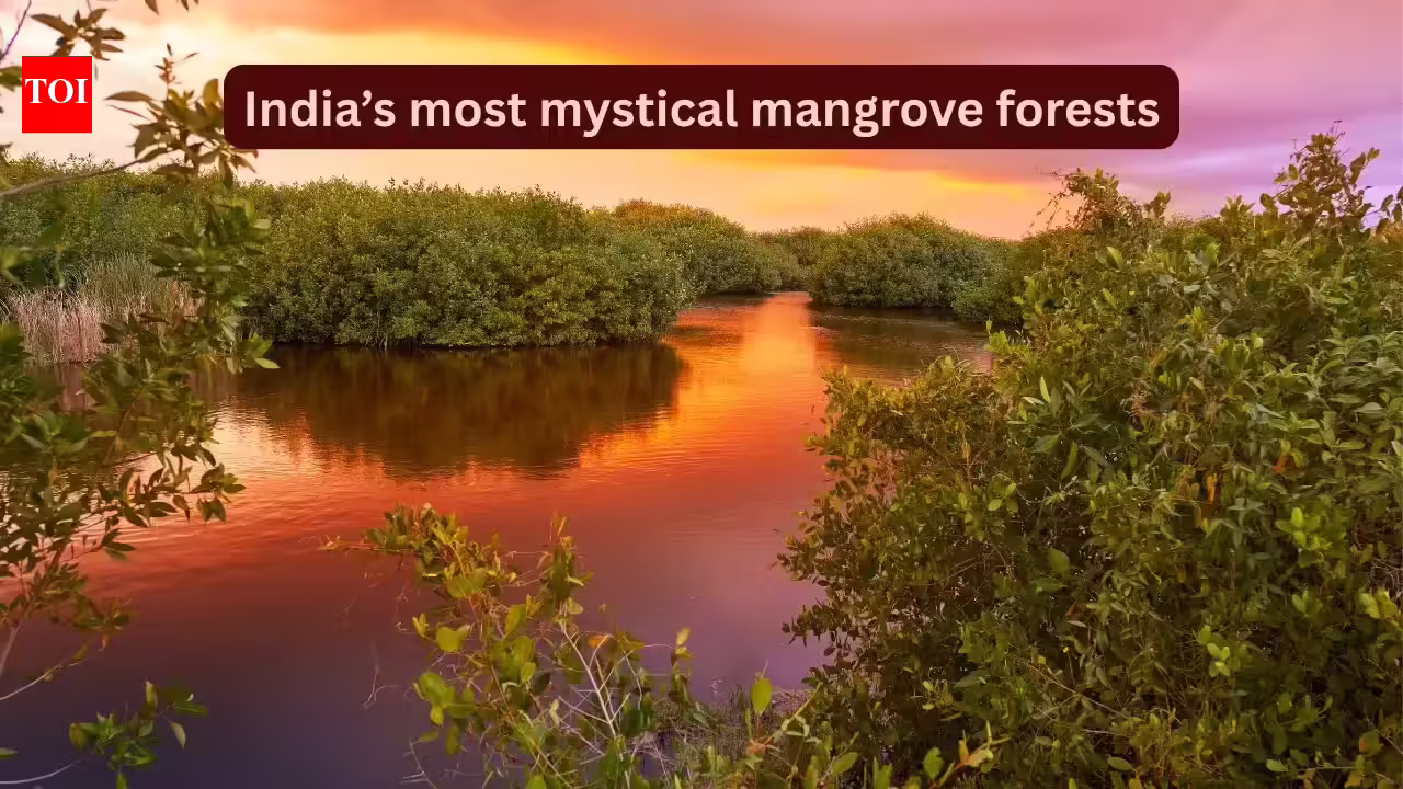 India’s most mystical and lesser-known mangrove forests travellers rarely talk about