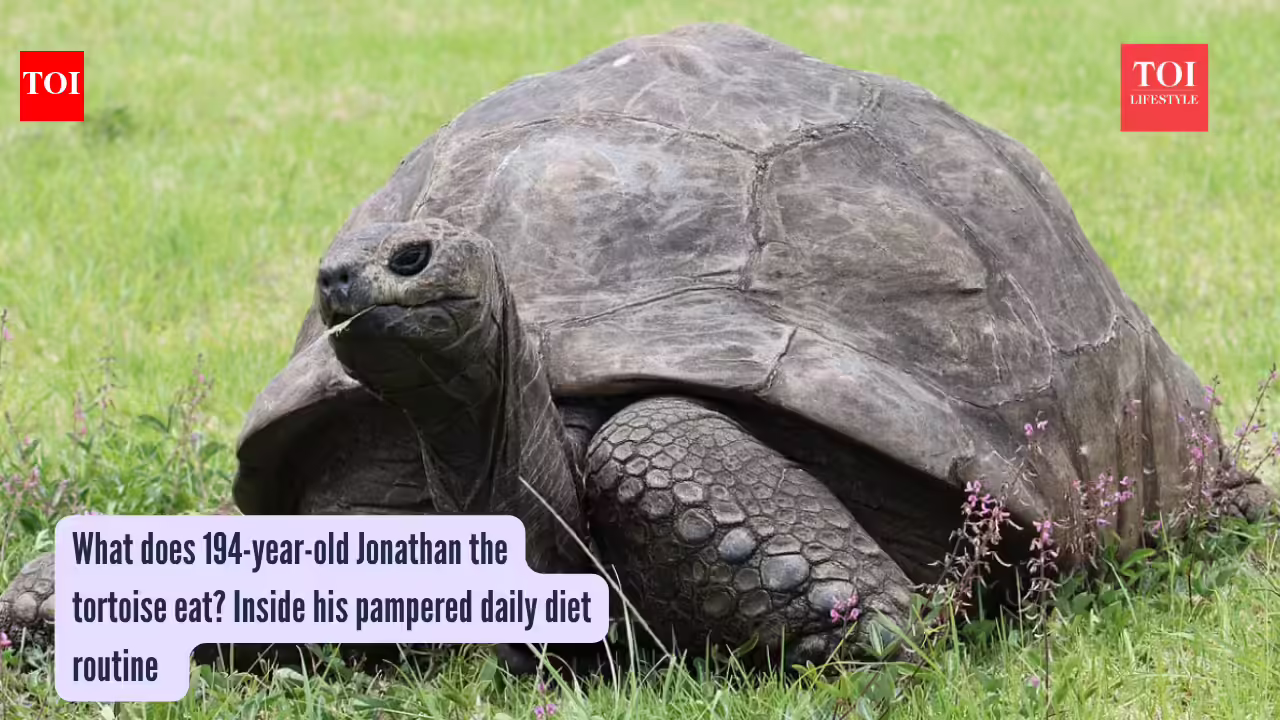 Jonathan The Tortoise Diet: What does 194-year-old Jonathan the tortoise eat? Inside his pampered daily diet routine