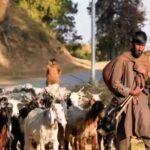 Kashmir nomads file ‘atrocity’ complaint after demolition of their houses | India News