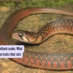 Kneelback Snake Identification: How to identify a Keelback snake: What are some of its unique traits that sets them apart