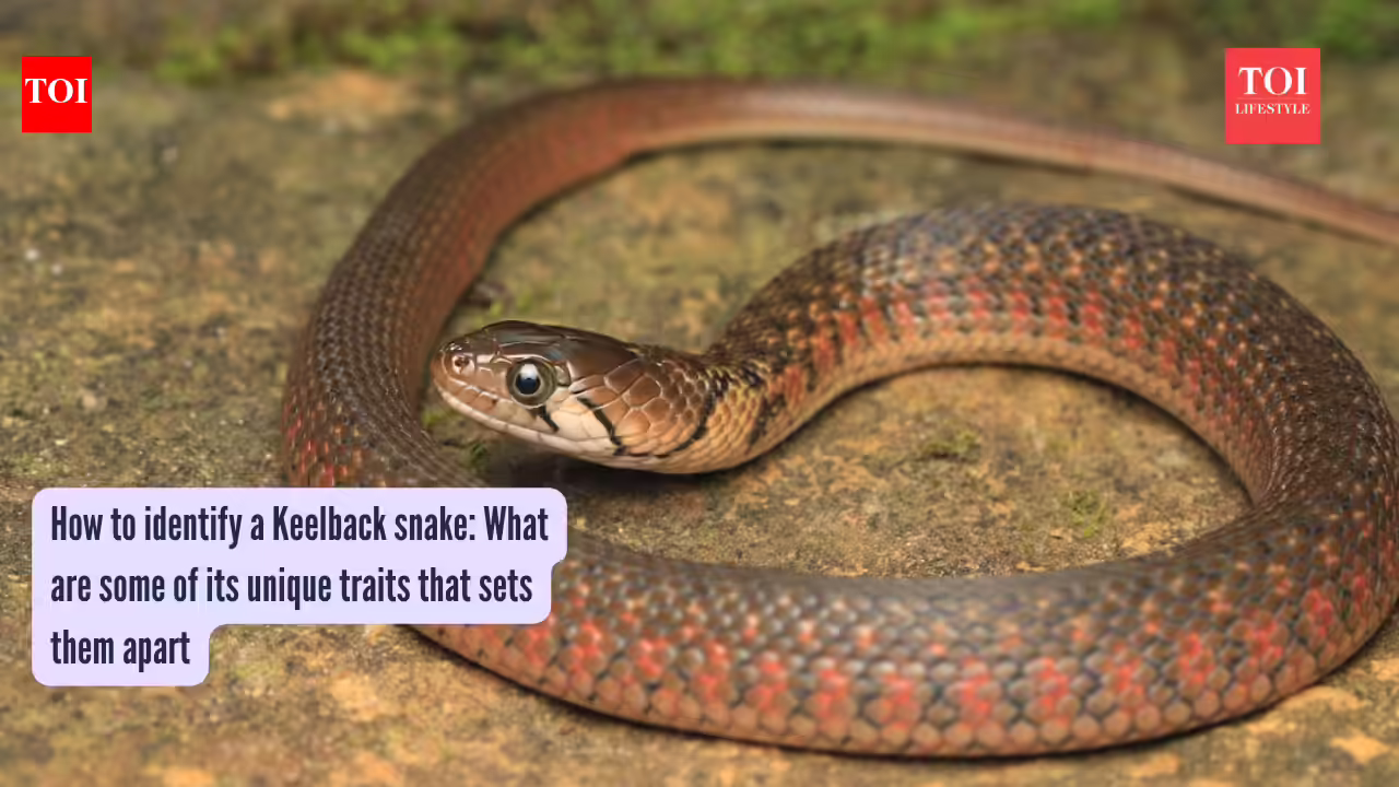 Kneelback Snake Identification: How to identify a Keelback snake: What are some of its unique traits that sets them apart