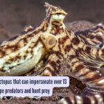 Meet the mimic Octopus that can impersonate over 13 creatures to escape predators and hunt prey