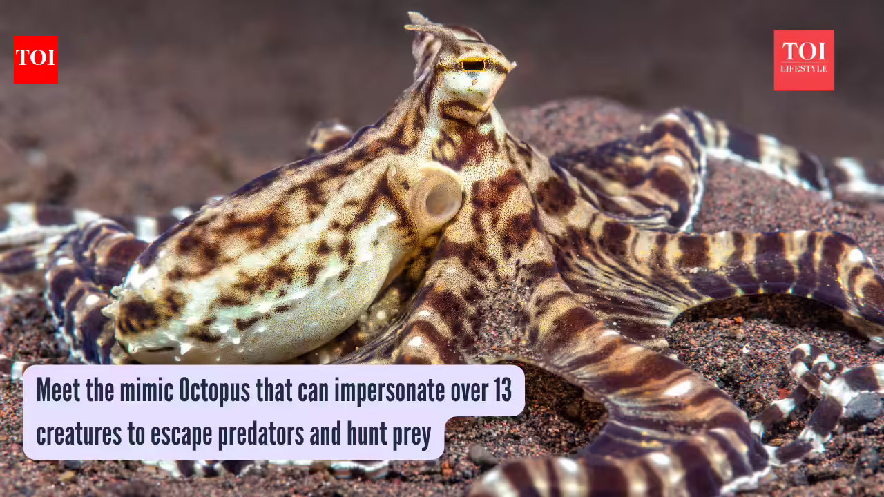 Meet the mimic Octopus that can impersonate over 13 creatures to escape predators and hunt prey