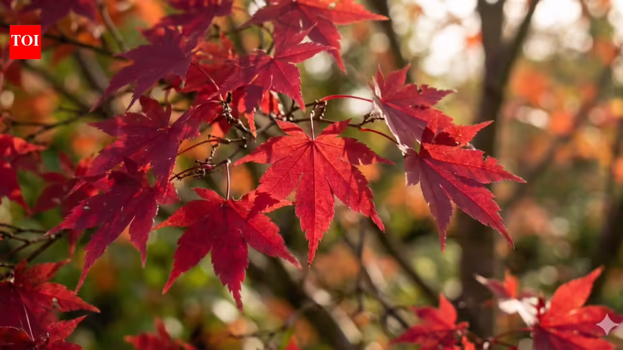 Most people skip these Japanese maple care steps in May and regret it all summer |