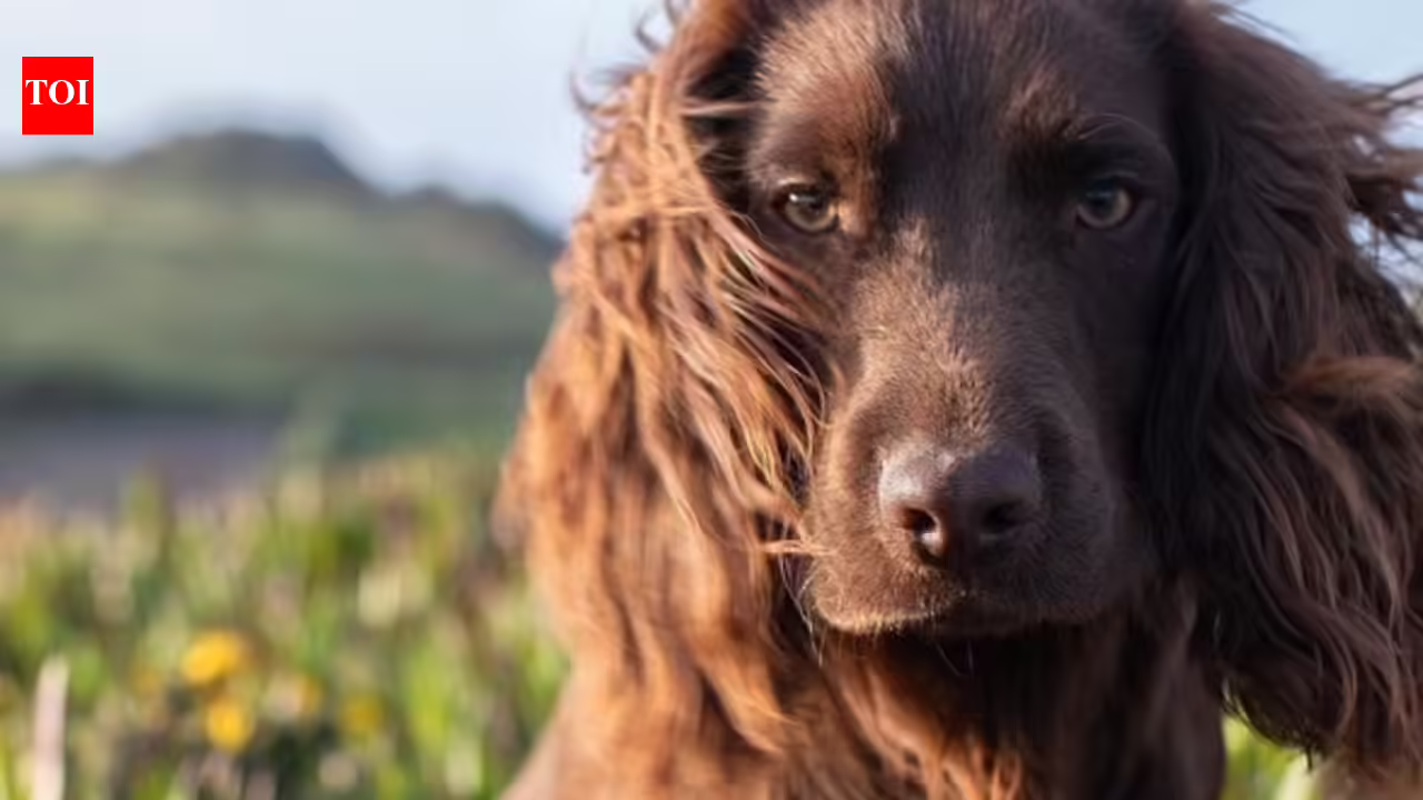 Otto Royal Family Dog: Meet Otto, the new member of British royal family who just turned 1