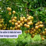 Plants thought to be native to India but were actually brought from foreign countries