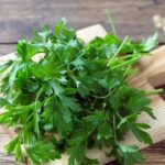 Preserve Coriander Leaves: Why coriander leaves die within two days in summer and what to do about it