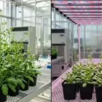 Scientists discover light can slow plant growth; here’s how it works |
