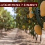 Singapore Mango Laws: Why you should never pick a fallen mango in Singapore: This can happen to you