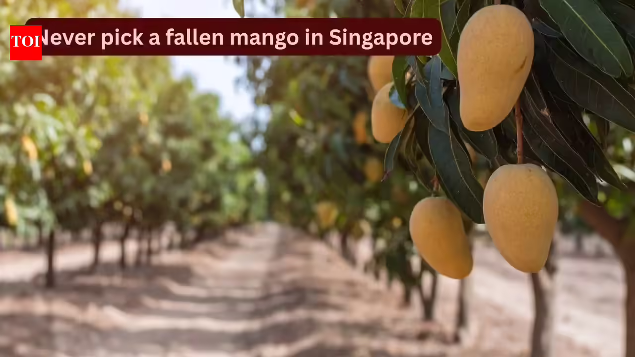 Singapore Mango Laws: Why you should never pick a fallen mango in Singapore: This can happen to you