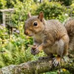 Squirrels wrecking your garden? This fragrant herb is all you need |