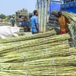 Sugarcane price hike: Govt raises FRP to Rs 365/quintal for 2026-27, farmers to benefit from higher returns