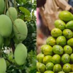 The curious story behind the Langra Aam: Why is this famous mango called ‘langra’ |