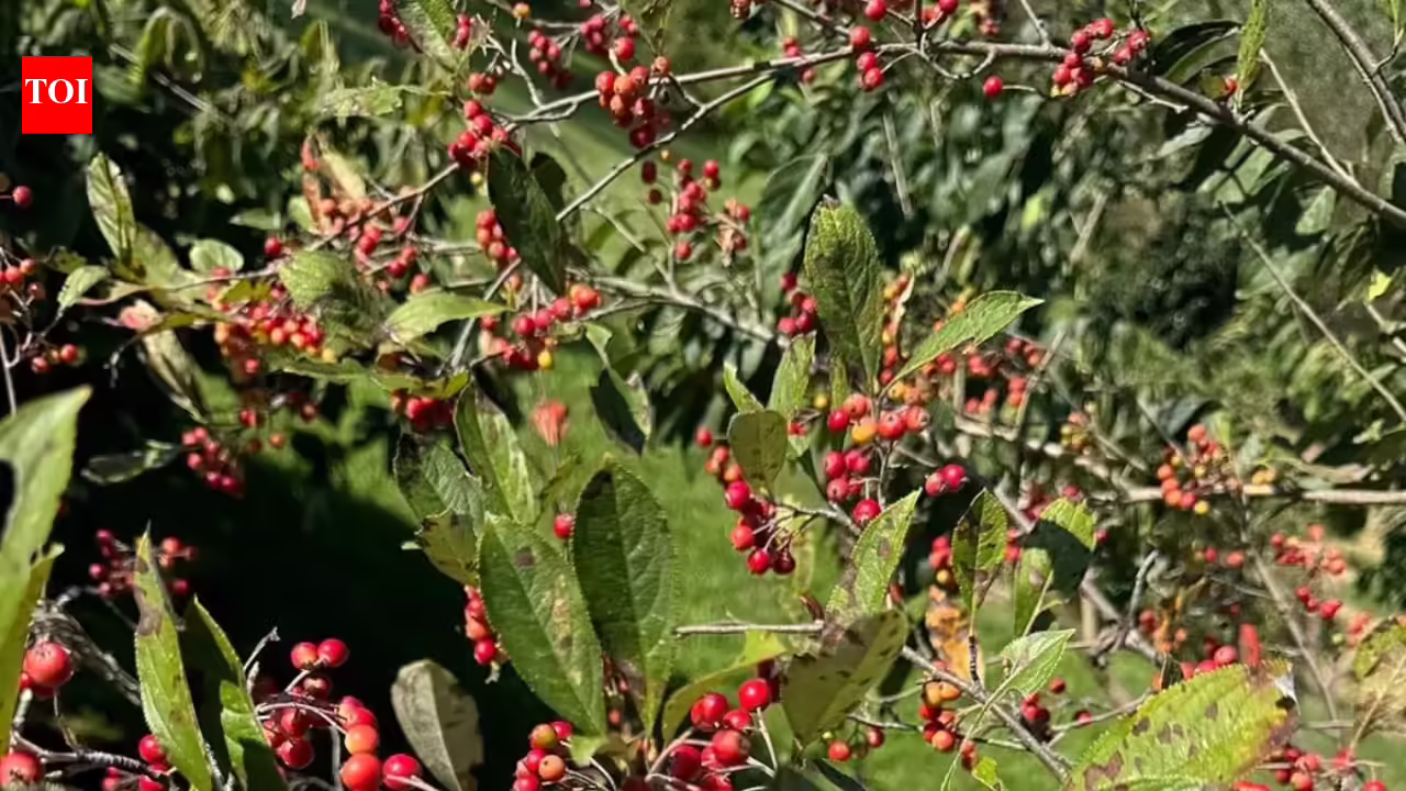 The front yard shrub trick that makes landscaping look good even after summer flowers fade |