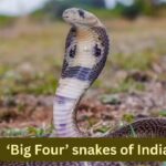 The ‘Big Four’ snakes of India and where travellers can spot them in the wild