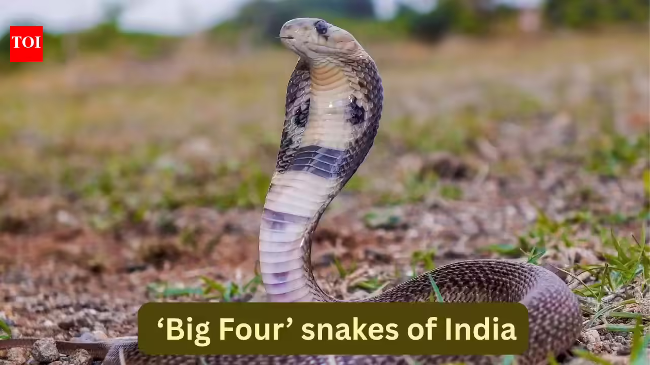 The ‘Big Four’ snakes of India and where travellers can spot them in the wild