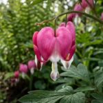 These garden perennials bloom from spring to frost and come back every year |