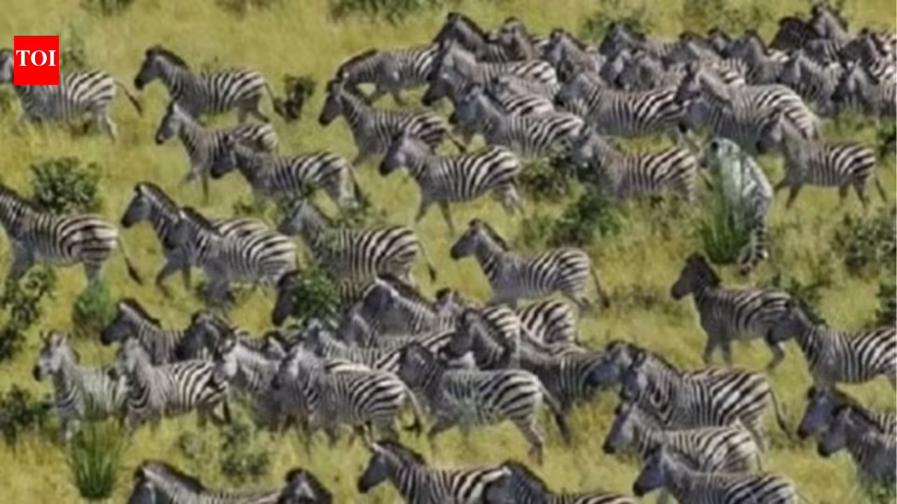 This viral Zebra puzzle has left thousands confused, can you find the hidden Tiger in just 10 seconds?