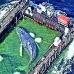 'Timmy' the stranded whale rescued, returned to North Sea