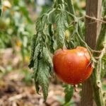 Tomato leaves curling? These 3 clues tell you exactly why |