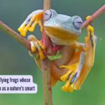 Wallace'S Flying Frogs: All about Wallace's flying frogs whose babies look like poop as a nature's smart trick