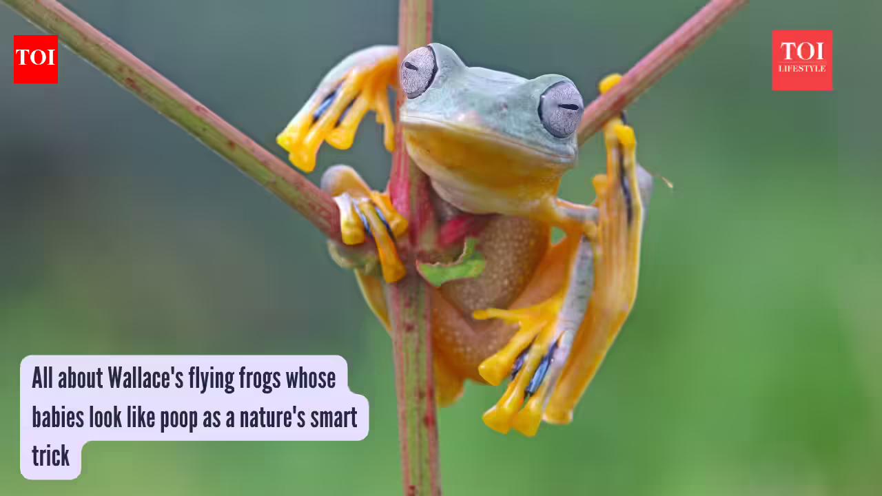 Wallace'S Flying Frogs: All about Wallace's flying frogs whose babies look like poop as a nature's smart trick