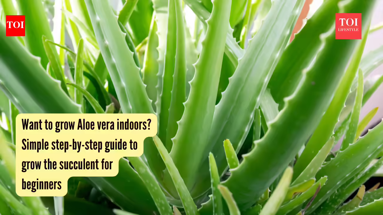 Want to grow Aloe vera indoors? Simple step-by-step guide to grow the succulent for beginners