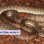What is a children's Python, and why is it named so? |