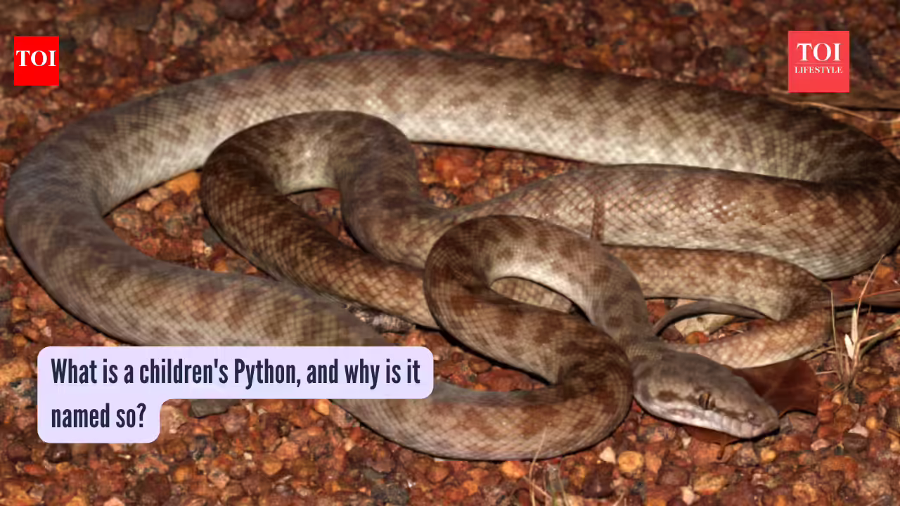 What is a children's Python, and why is it named so? |