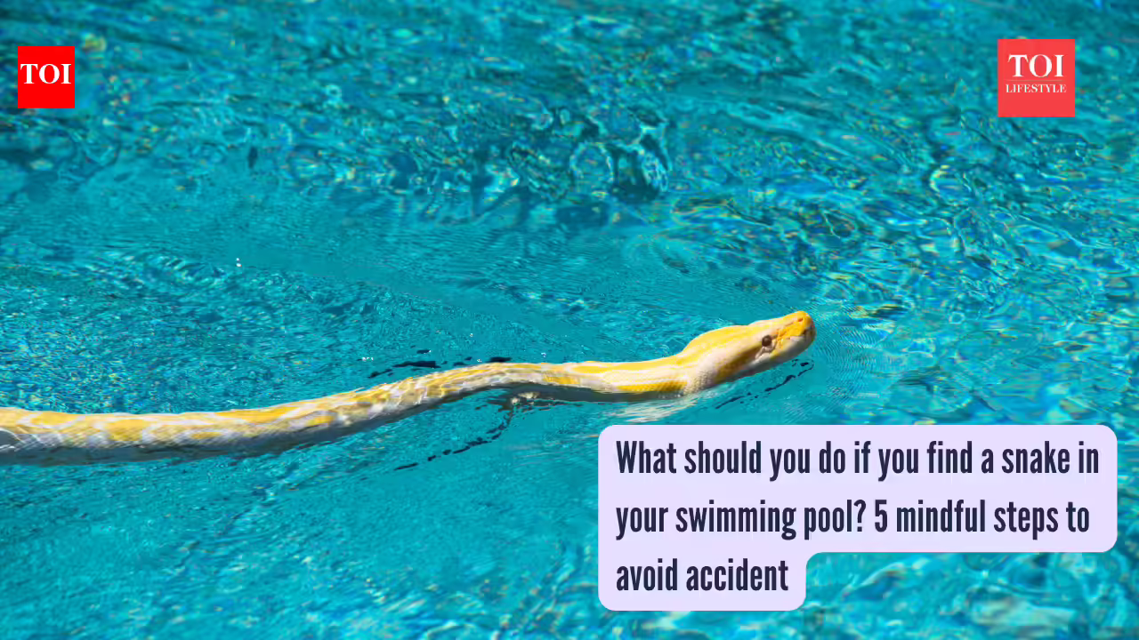 What should you do if you find a snake in your swimming pool? 5 mindful steps to avoid accident |