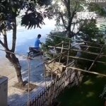 आम तोड़ने गया, लेकिन पूरा पेड़ ही उखाड़ दिया, देखें हैरतअंगेज वीडियो