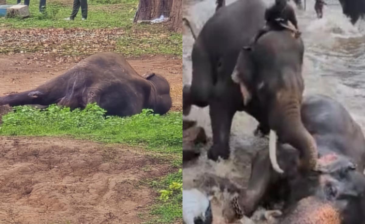 महिला टूरिस्ट के बाद हाथी की भी मौत, जानें कर्नाटक में दो जानवरों की लड़ाई में अब तक क्या-क्या हुआ