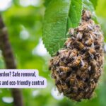 ​Beehive in your garden? Safe removal, natural repellents and eco-friendly control tips that work​