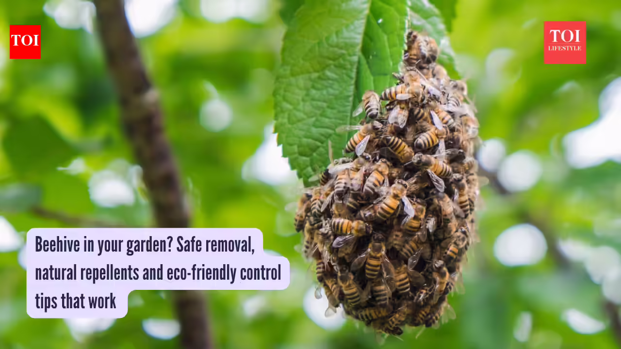 ​Beehive in your garden? Safe removal, natural repellents and eco-friendly control tips that work​