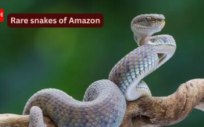 10 rare snakes found in the Amazon rainforest and what travellers should know