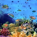 10 unique facts about the Great Barrier Reef every traveller should know