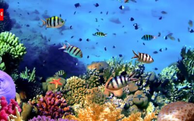 10 unique facts about the Great Barrier Reef every traveller should know
